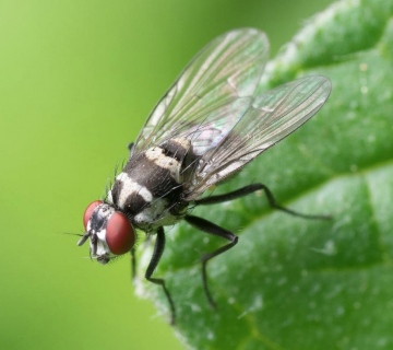 Fascinating Innovations In Pest Control Technology