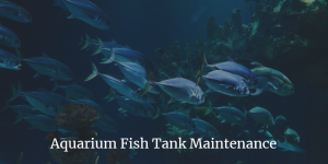 Aquarium Fish Tank Maintenance